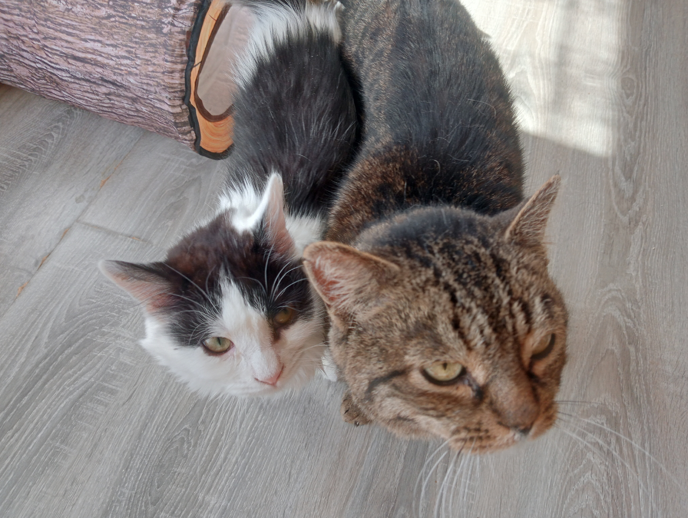 Визит шмеля. Три взгляда на одно событие