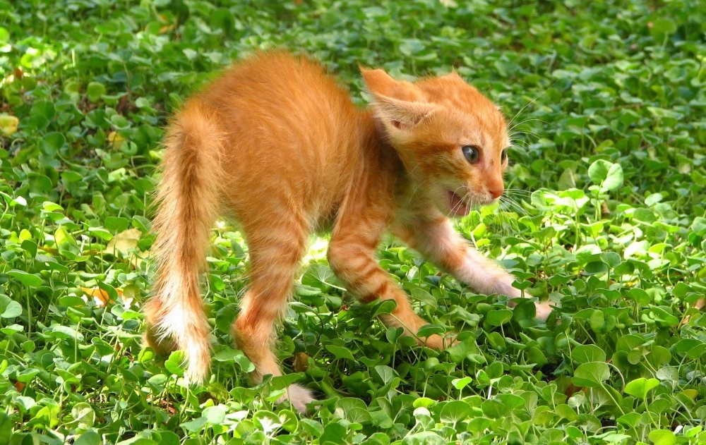 Два брата. Спастись или убежать