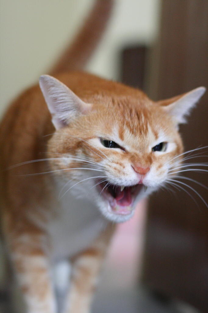 Два брата. Иногда даже ужас ведет к мечте