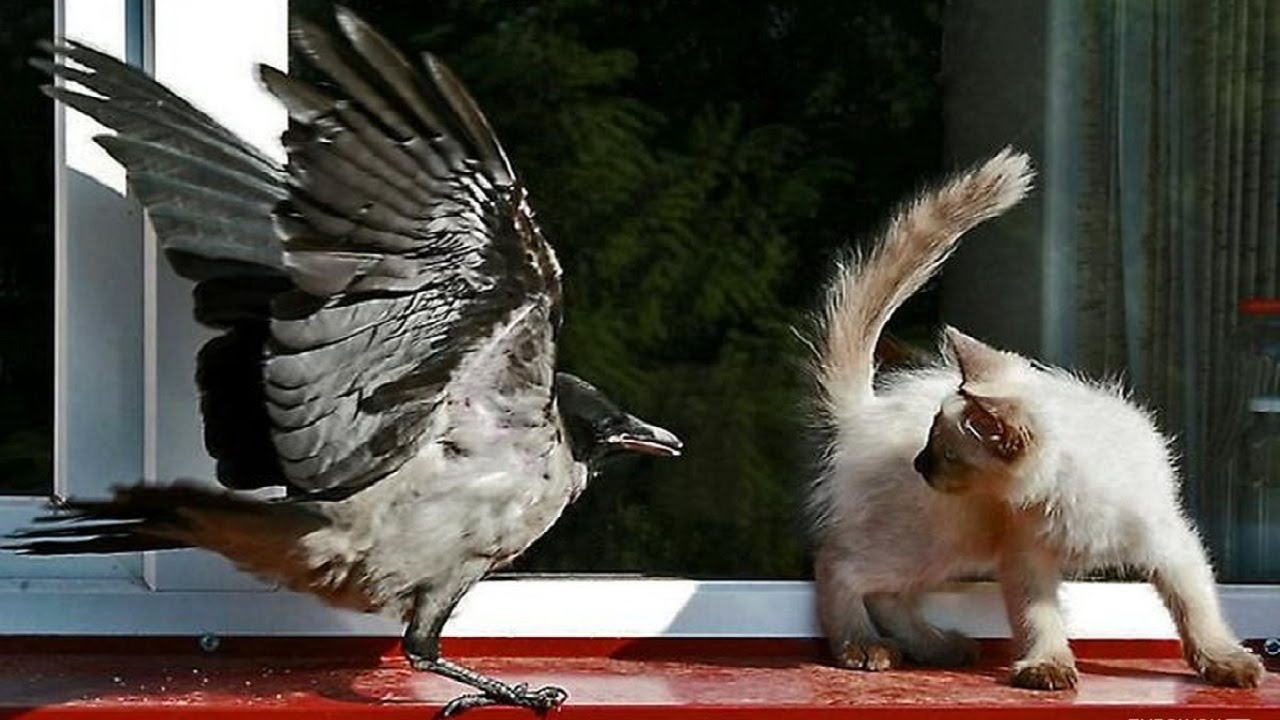 Два брата. На помощь приходят чудовища