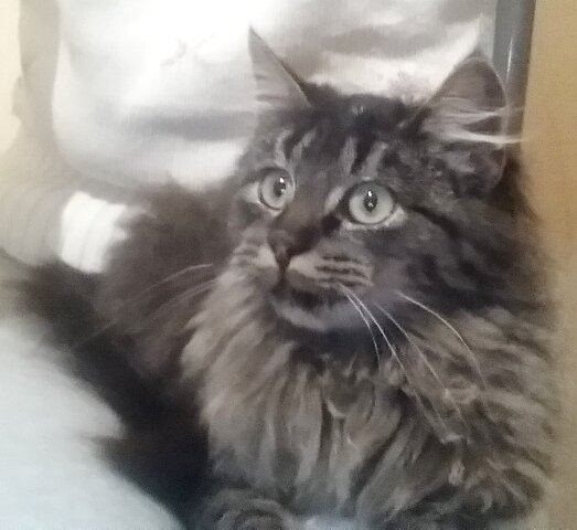 Два брата. Обретение семьи